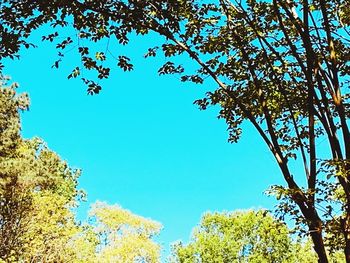 Low angle view of tree against blue sky