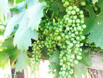 Close-up of grapes hanging in vineyard