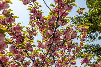 Low angle view of cherry blossoms against sky