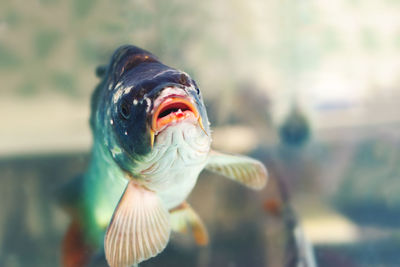 Live fish in the aquarium.selective focus on the eyes of the carp