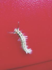 Close-up of caterpillar in water