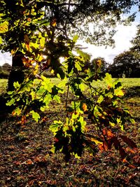 Close-up of tree branches