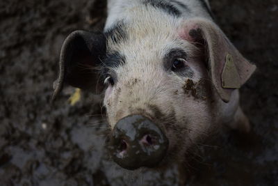 Close-up portrait of pig