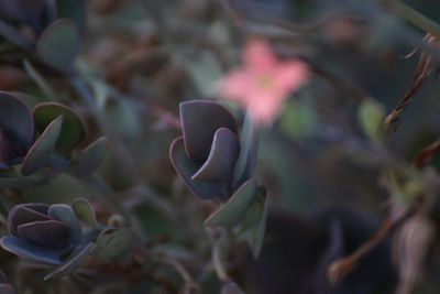 Close-up of plant