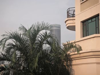 Low angle view of palm trees against clear sky