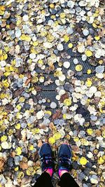 Low section of person standing on yellow maple leaves