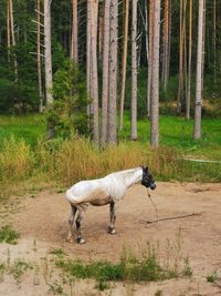 Horse in a field