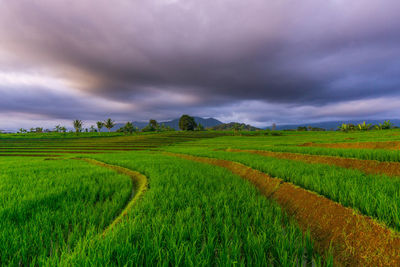 Beautiful morning view indonesia panorama landscape with beauty color and sky natural light