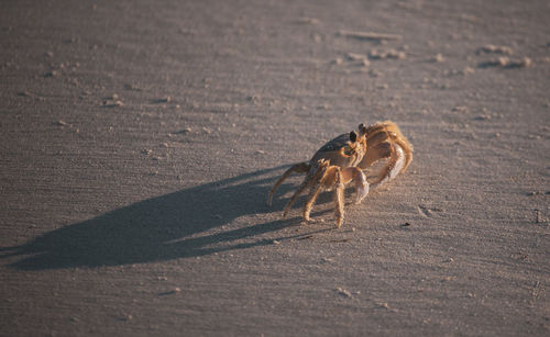 Close-up of spider on sand