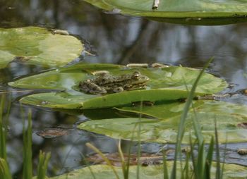 Close-up of green leaf floating on water