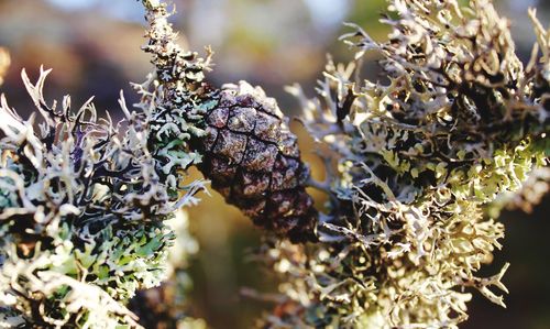 Close-up of plants