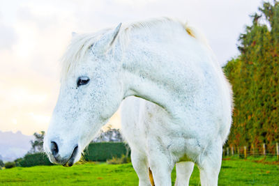 Horse grazing on grassy field