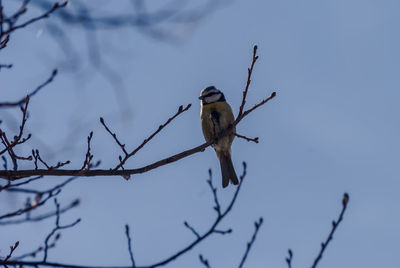 Low angle view of bird perching on branch against sky