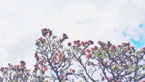 Low angle view of pink flowers