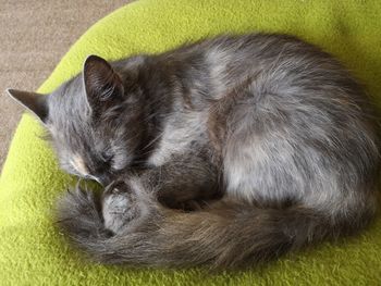 Close-up of cat sleeping on grass