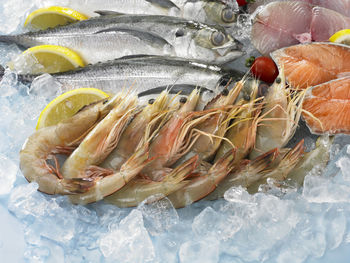 High angle view of fishes on crushed ice