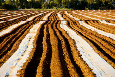 Panoramic view of agricultural field