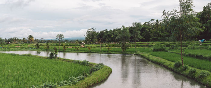 Scenic view of agricultural field against sky