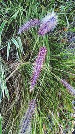 Purple flowers on field