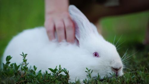 Close-up of hand touching white grass