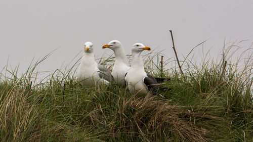 Flock of birds on grass
