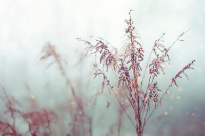 Fog morning with dry flowers. blurred background