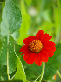 Close-up of red hibiscus blooming outdoors