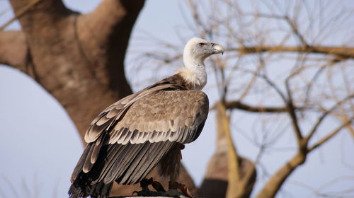 Vulture perching on tree