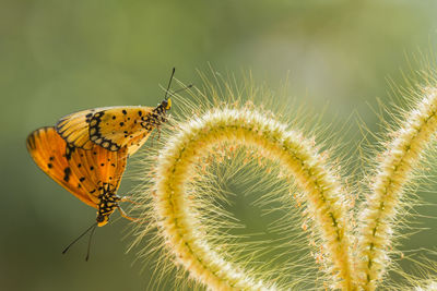 Close-up of butterflies on plant stem