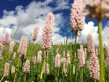 Close-up of bistort flowers growing on field against sky