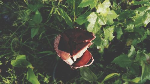 Close-up of wilted rose