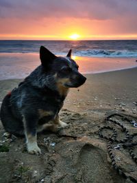 Dog on beach during sunset