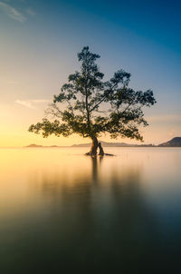 Beautiful scenery of a lonely tree on a high tide with warm colors of the sunrise