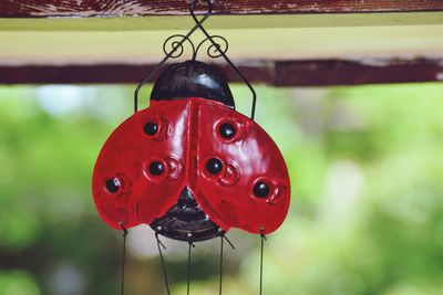 Close-up of red hanging outdoors