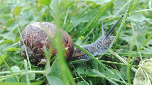 Close-up of snail on grass