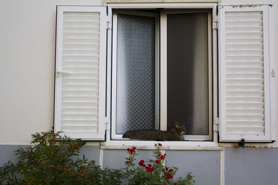 Cat lying on window sill with red flowers