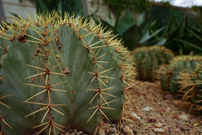 Close-up of cactus plant on field