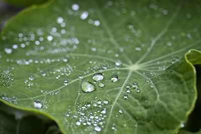 Close-up of leaves