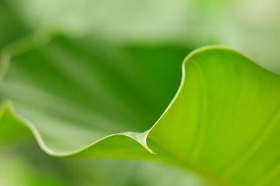 Close-up of green leaves