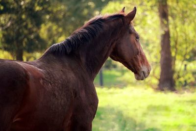 Close-up of goat on field