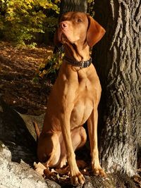 Dog looking away while sitting outdoors