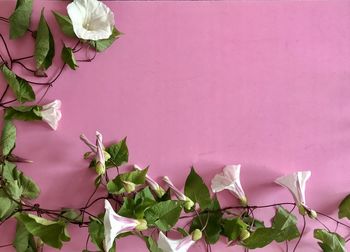 Close-up of pink rose against wall