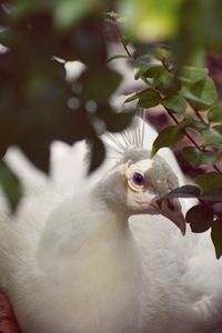 Close-up of bird on plant