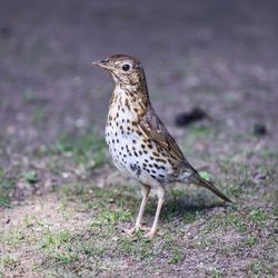 Close-up of bird perching on a field