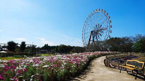 Ferris wheel in park against blue sky