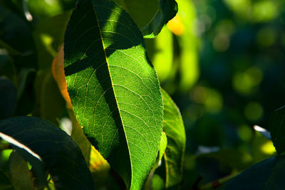 Green leaves in natural light . green peach leaf