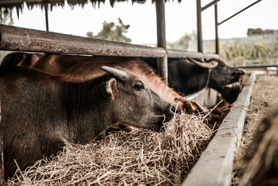 View of a horse in pen
