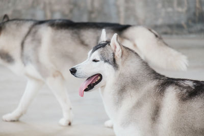 Close-up of a dog