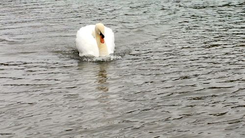 White swan in water