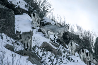 View of animal on snow covered land